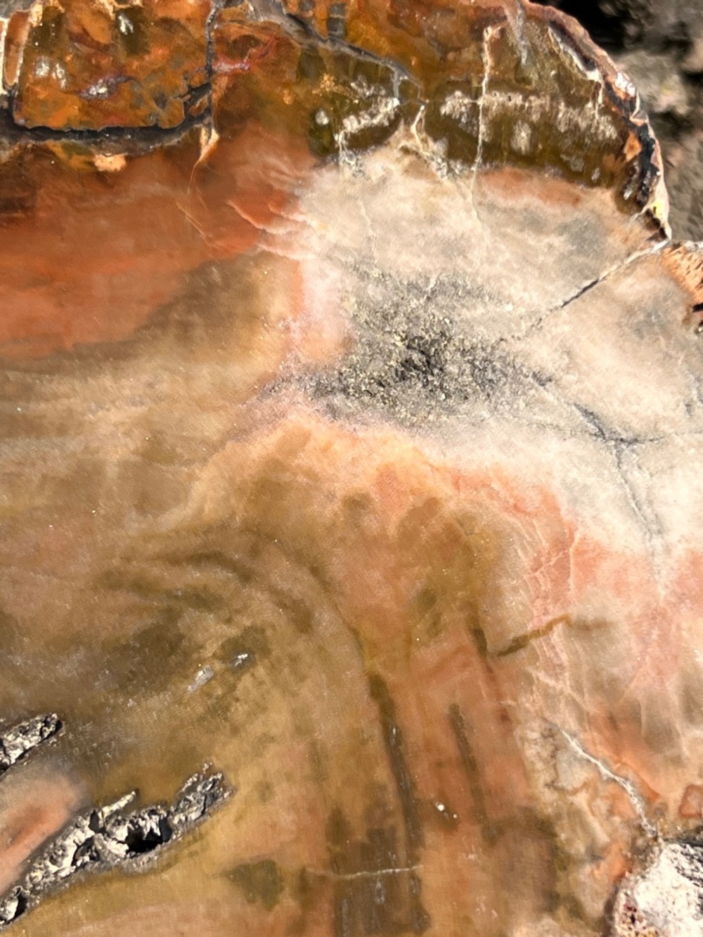 Petrified (10) wood slab with stand | crystal - Picture 13 of 17